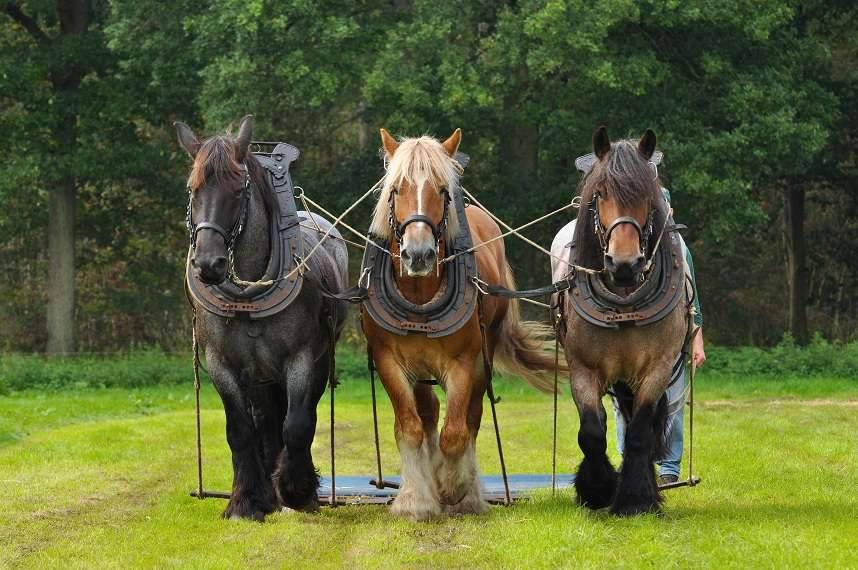 belgian draft horses for sale uk